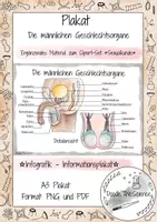 Vorschau - Poster - Plakat - Informationsplakat - Infografik: Die männlichen Geschlechtsorgane - Deckblatt