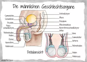 Vorschau - Poster - Plakat - Informationsplakat - Infografik: Die männlichen Geschlechtsorgane - Seite 2