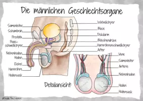 Vorschau - Poster - Plakat - Informationsplakat - Infografik: Die männlichen Geschlechtsorgane - Seite 3