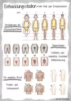 Vorschau - Poster - Plakat - Informationsplakat - Infografik: Die körperliche Entwicklung - Seite 3