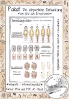 Vorschau - Poster - Plakat - Informationsplakat - Infografik: Die körperliche Entwicklung - Deckblatt