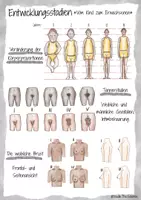 Vorschau - Poster - Plakat - Informationsplakat - Infografik: Die körperliche Entwicklung - Seite 2
