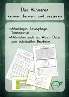 Vorschau - Arbeitsblätter - Das Hühnerei: Fachwissen vermitteln, Eier sezieren, Film schauen - Seite 1