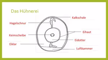 Vorschau - Arbeitsblätter - Das Hühnerei: Fachwissen vermitteln und sezieren - Seite 3