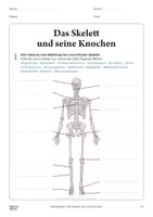 Vorschau - Arbeitsblätter - Arbeitsblatt »Das Skelett« - Deckblatt