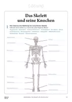 Vorschau - Arbeitsblätter - Arbeitsblatt »Das Skelett« - Seite 2