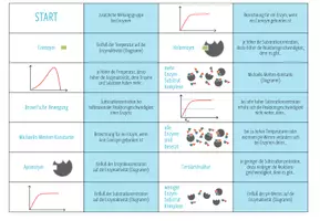 Vorschau - Spiele - Einflüsse auf die Enzymaktivität (Abitur) – Domino Spiel - Seite 3