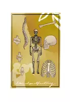 Vorschau - selbst erstellte Cliparts/Grafiken - Cliparts Körper Knochen und Organe - Seite 1