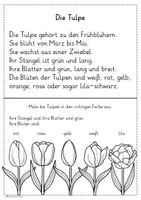 Vorschau - Unterrichtsreihen - Die Tulpe - Arbeitsblätter + Visualisierungen zum Tulpenaufbau und -jahr - Seite 3