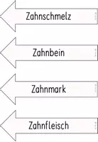 Vorschau - Poster - Tafelmaterial - Poster Aufbau Zahn - Seite 1