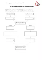 Vorschau - Arbeitsblätter - Blutzuckerregulation - Insulin vs. Glukagon - Seite 3