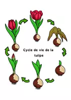 Aperçu - Feuilles d'exercices - Cycle de vie de la tulipe - Page de couverture