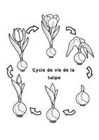 Aperçu - Feuilles d'exercices - Cycle de vie de la tulipe - Page 1