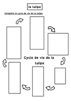 Aperçu - Feuilles d'exercices - Cycle de vie de la tulipe - Page 2
