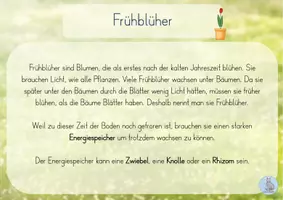 Vorschau - Stationenlernen - Wissenskarten Frühblüher - Seite 2