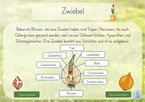 Vorschau - Stationenlernen - Wissenskarten Frühblüher - Seite 3
