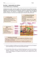 Vorschau - Arbeitsblätter - Die Haut - von der Berührung zur Empfindung - Seite 3