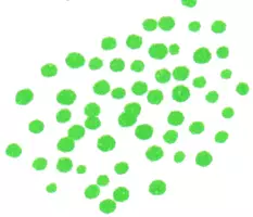 Vorschau - selbst erstellte Cliparts/Grafiken - 20 Cliparts für den Biologieunterricht - Seite 3
