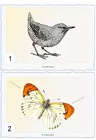 Vorschau - Arbeitsblätter - Lesespaziergang Schmetterling - Seite 1