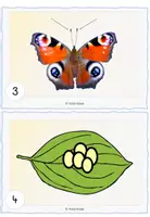 Vorschau - Arbeitsblätter - Lesespaziergang Schmetterling - Seite 2