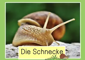 Vorschau - Präsentationen/Tafelbilder - Tiere auf der Wiese - digitale Bildkarten - Seite 3