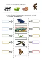 Vorschau - Arbeitsblätter - Lebende Fossilien und Mosaikformen (Belege der Evolution) - Seite 2