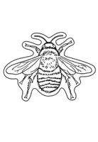 Vorschau - Mal- und Bastelvorlagen - Wildbienen und Hummeln - Ausmalbilder - Seite 3