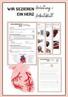 Vorschau - Stundenentwürfe - Sezieren (Präparation) eines Schweineherzens - Herzaufbau - Deckblatt