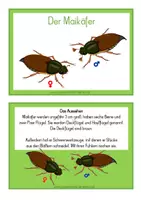 Vorschau - Arbeitsblätter - Tierkartei mit Abschreibheftchen - MAIKÄFER - Seite 1