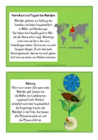 Vorschau - Arbeitsblätter - Tierkartei mit Abschreibheftchen - MAIKÄFER - Seite 2