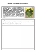 Vorschau - Arbeitsblätter - AB Grüne Samtschnecke (Modellorganismus Endosymbiontentheorie) - Deckblatt