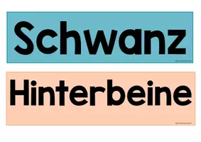 Vorschau - Poster - Eichhörnchen Sachunterricht Tafelmaterial "Warum können Eichhörnchen so gut klettern?" - Seite 2