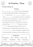 Vorschau - Arbeitsblätter - 2. Sequenz - Körperbau Raupe und Schmetterling - Seite 3