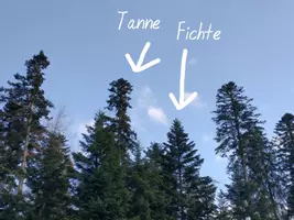 Vorschau - Präsentationen/Tafelbilder - Unterschied Tanne - Fichte - Tafelmaterial - Seite 3