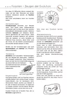 Vorschau - Arbeitsblätter - Fossilien: Zeugen der Evolution - Seite 2
