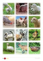 Vorschau - Arbeitsblätter - Material-Bundle zum Thema "Tiere" (DaF/DaZ) - Seite 1