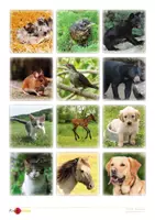 Vorschau - Arbeitsblätter - Material-Bundle zum Thema "Tiere" (DaF/DaZ) - Seite 3