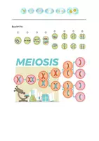 Vorschau - Stundenentwürfe - Die Meiose Grafiken Aufgaben Lösungen - Seite 3