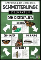Vorschau - Poster - Der Schmetterling - Die Entwicklung des Distelfalters (Tafelmaterial) - Deckblatt