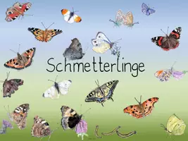 Vorschau - Arbeitsblätter - Schmetterlinge (Materialpaket mit Unterrichtsideen und Arbeitsblättern) - Seite 2