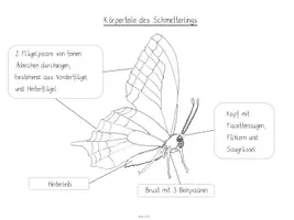 Vorschau - Arbeitsblätter - Schmetterlinge (Materialpaket mit Unterrichtsideen und Arbeitsblättern) - Seite 3