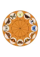Vorschau - Mal- und Bastelvorlagen - Schmetterlingsarten Lerndrehscheibe 1 - Seite 3