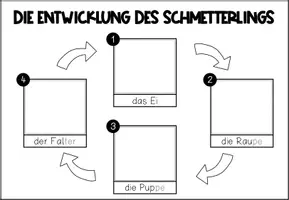 Vorschau - Arbeitsblätter - Arbeitsblatt für Lebenszyklusmodelle (Schmetterling/Distelfalter) - Seite 3