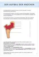 Aperçu - Feuilles d'exercices - Biologie: Der Mensch - Eigenschaften und Aufbau der Knochen - Page 3