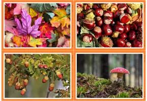 Vorschau - Bildkarten - Fotos - Herbst - Seite 1