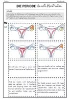 Vorschau - Stundenentwürfe - Menstruation - Periode- (Stundenentwurf) Sexualkunde - AB + Tafelmaterial - Seite 3