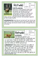 Vorschau - Präsentationen/Tafelbilder - Wissenskartei Waldtiere - Seite 3