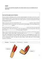 Vista previa - Hojas de trabajo - Biologie Der Mensch - Versuch Gegenspielerprinzip - página 2