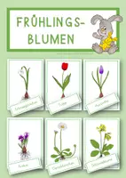 Vorschau - Präsentationen/Tafelbilder - Frühling - Tafelbildkarten Frühlingsblumen - Deckblatt