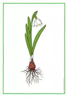 Vorschau - Präsentationen/Tafelbilder - Frühling - Tafelbildkarten Frühlingsblumen - Seite 3